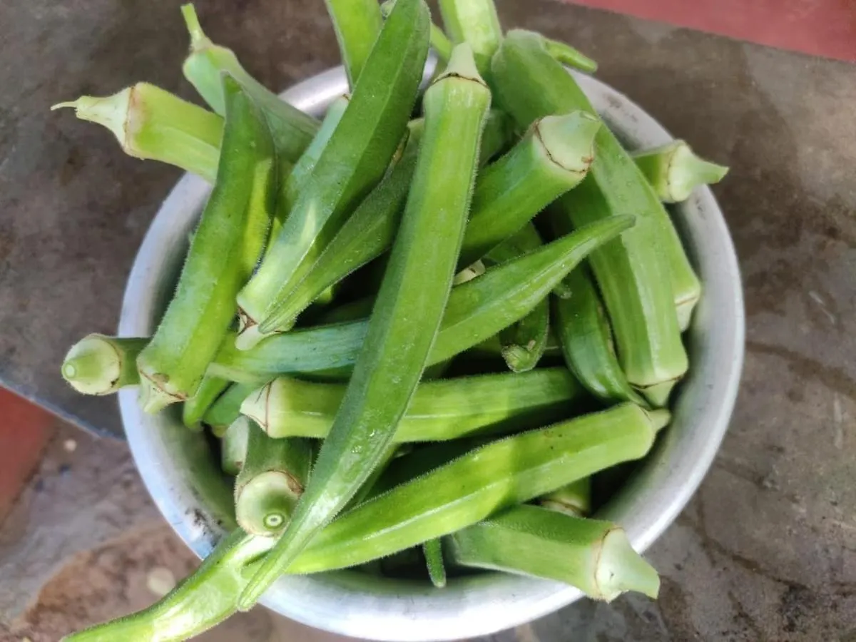 Vasudha Eco Homestay Paithalmala 0*,  Ινδία