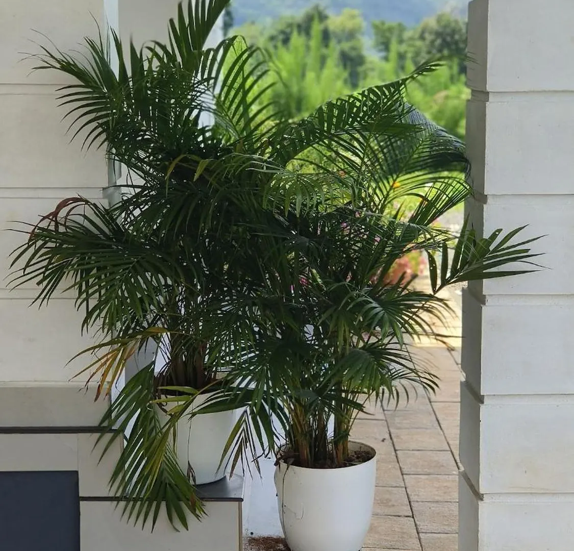 Vasudha Eco Homestay Paithalmala 0*,
