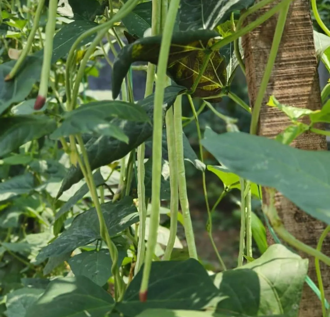 Vasudha Eco Homestay Paithalmala Σπίτι διακοπών